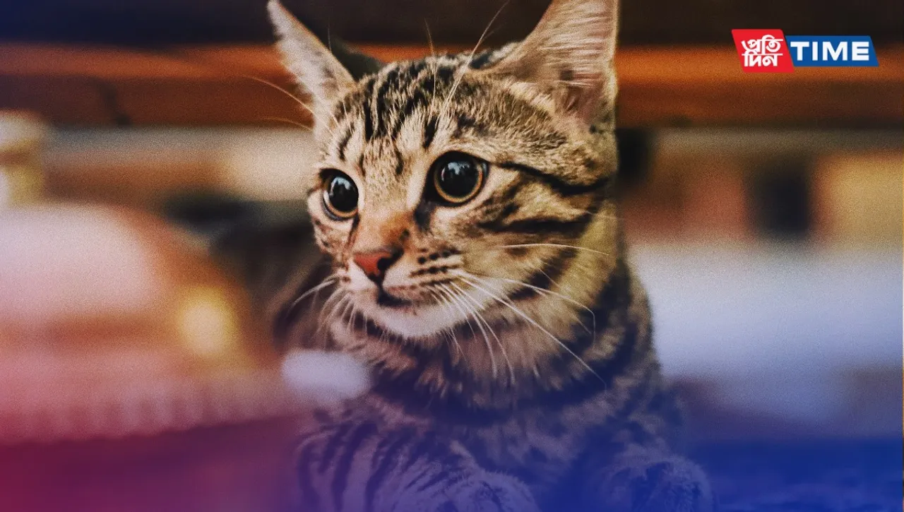50+ Endearing Cat Quotes Celebrating the Charm of Cats