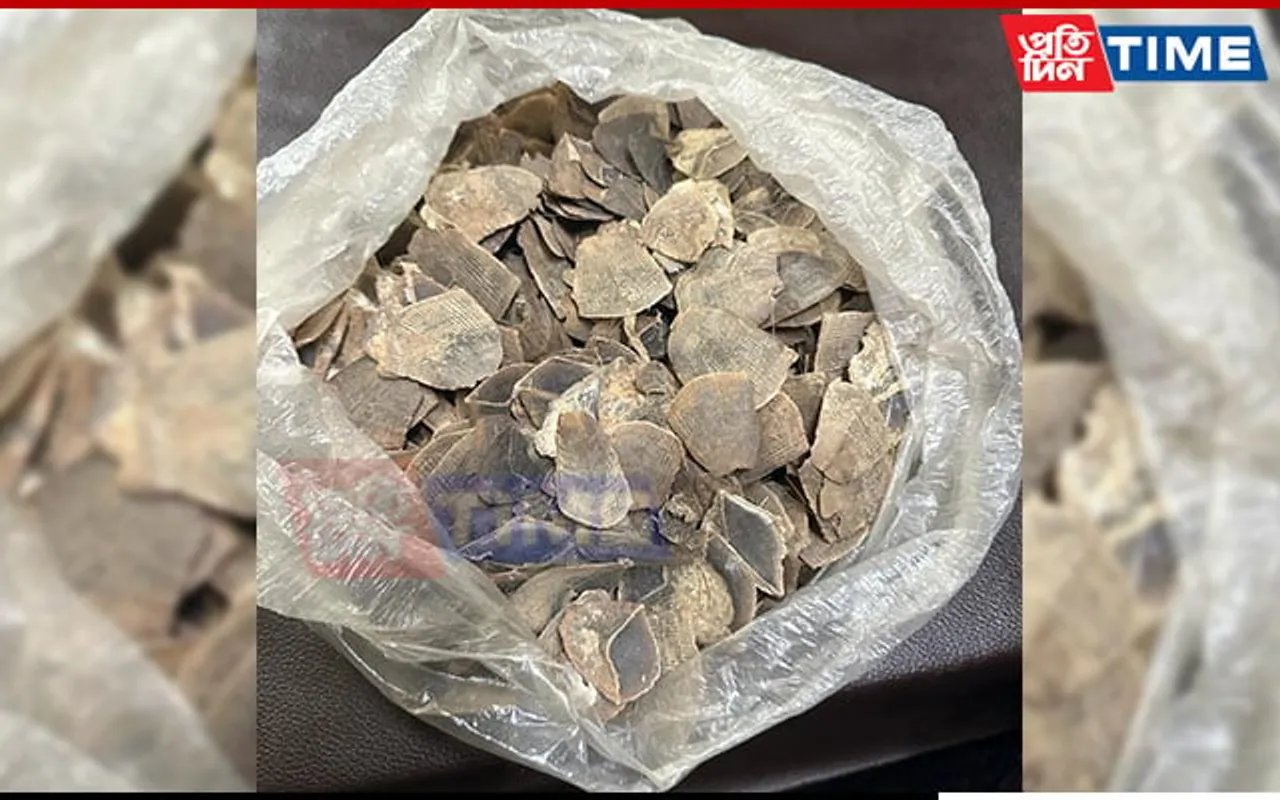 STF Assam Nab Mother-Son Duo in WCCB Tiger Poaching Case, Recovers Pangolin Scales