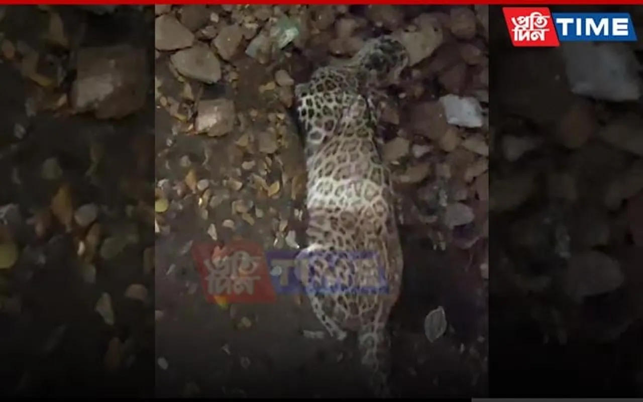 Leopard Hit by Car in Guwahati’s Bhangagarh, Escapes with Serious Bruises