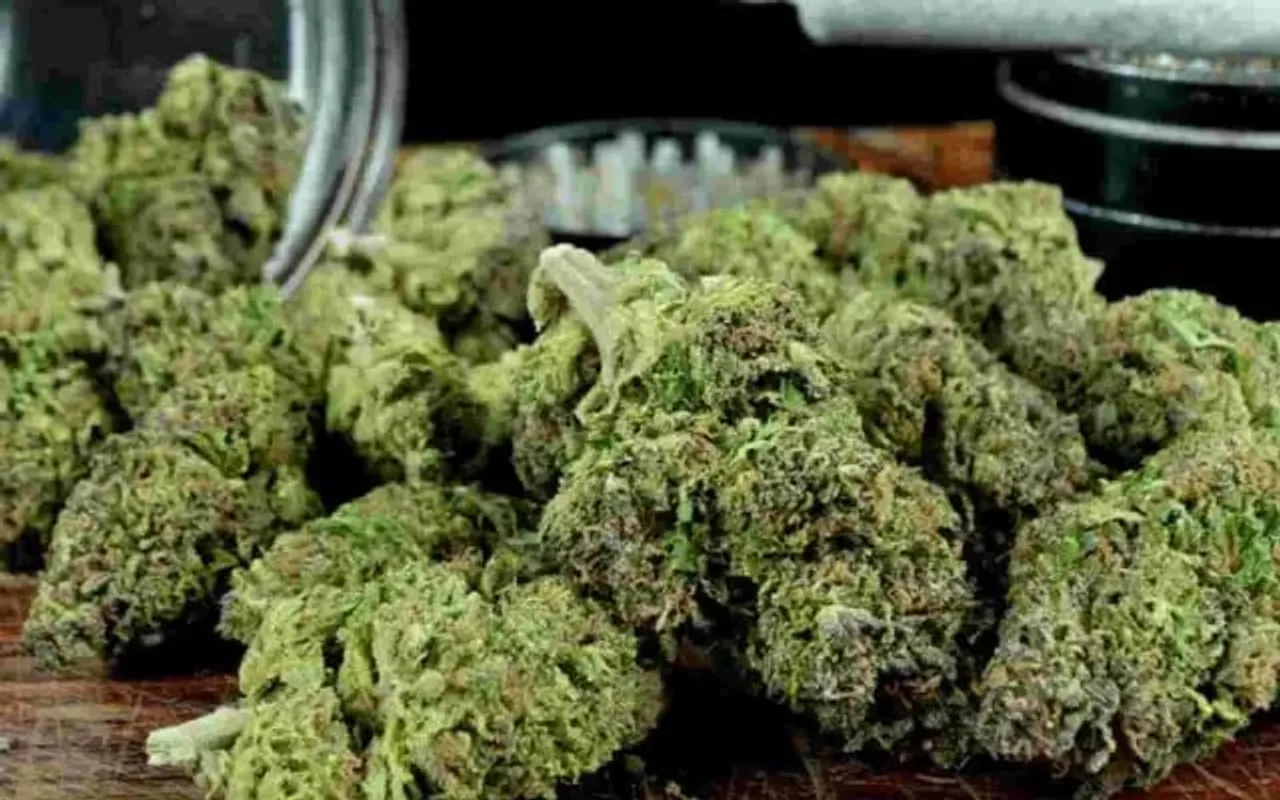Cannabis Smuggler Held With 5 Kg Stash In Assam's Hailakandi