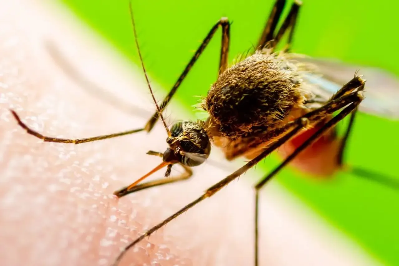 Japanese Encephalitis Claims Life of Minor in Assam’s Rupahihat
