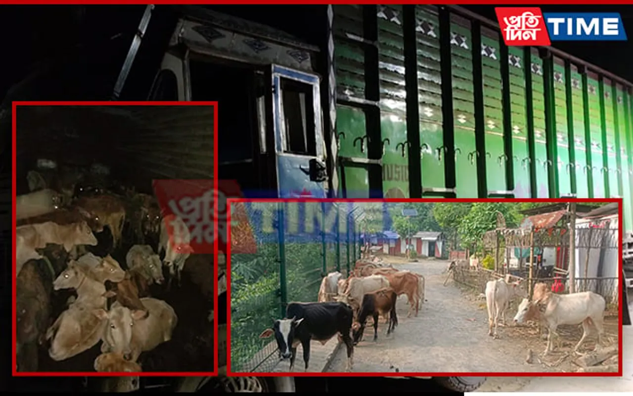 BSF Meghalaya Foils 2 Smuggling Attempt of Cattle on Int'l Border, 56 Rescued
