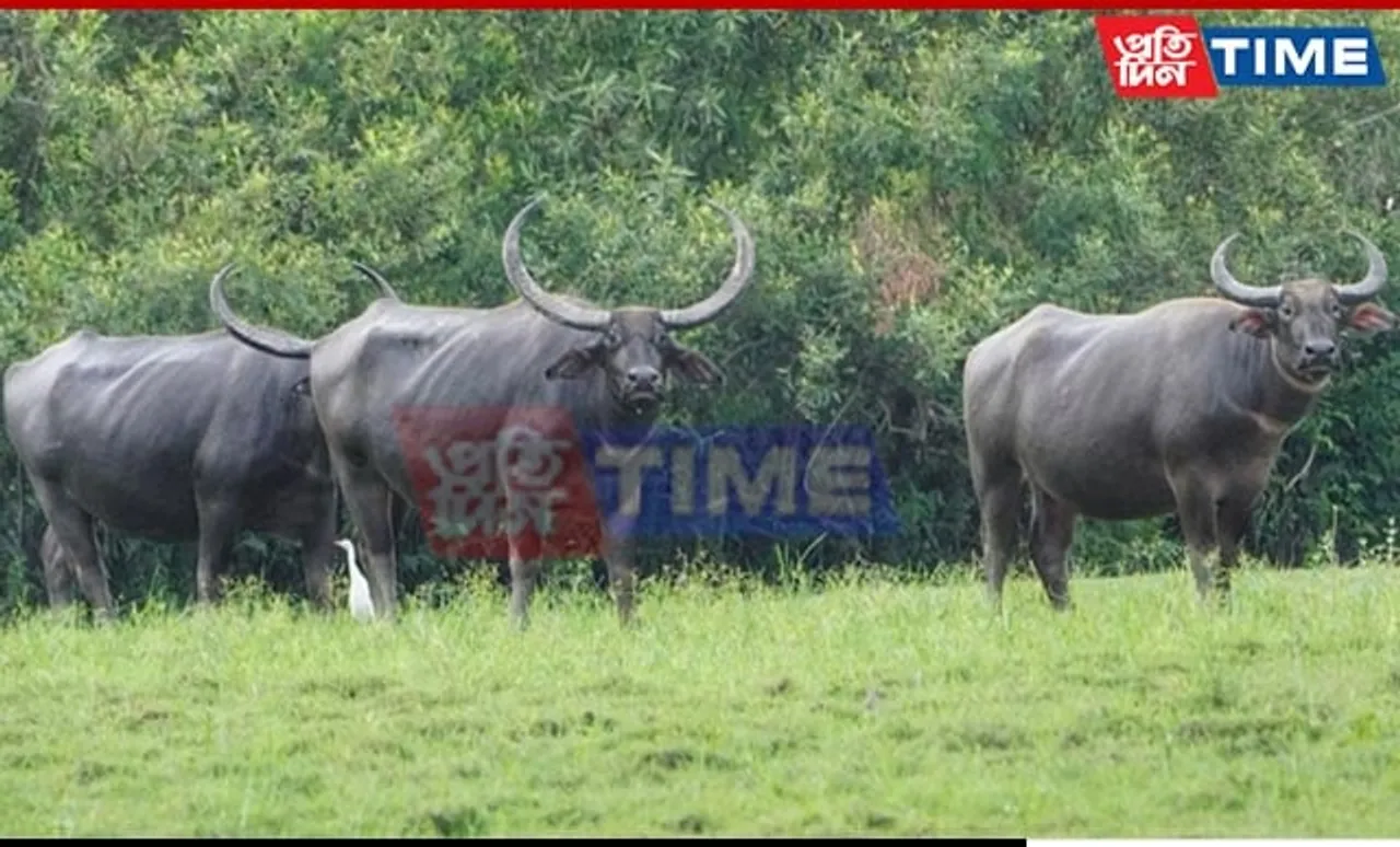 Preserving the Asiatic Wild Buffalo: Kaziranga's Conservation Efforts
