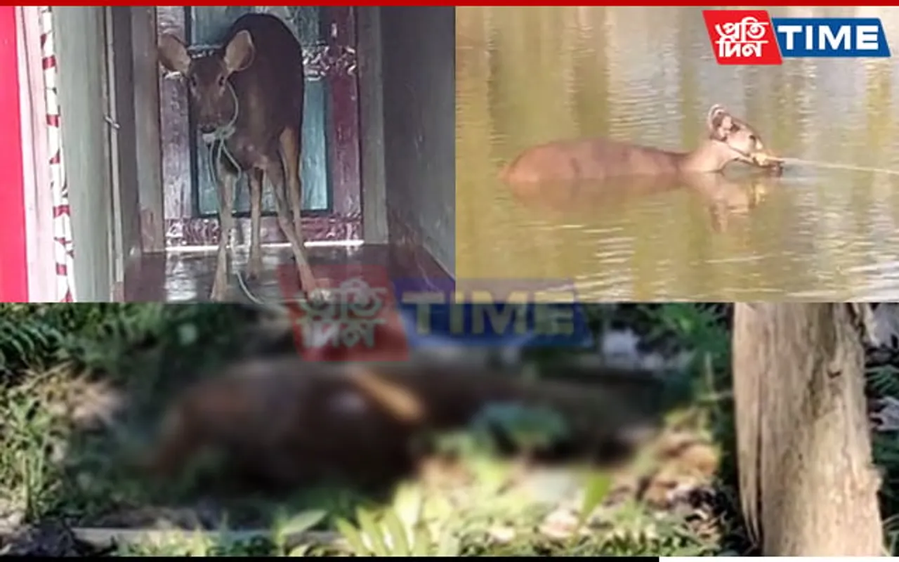 Poachers Kill Female Swamp Deer in Assam; Forest Officials Launch Investigation