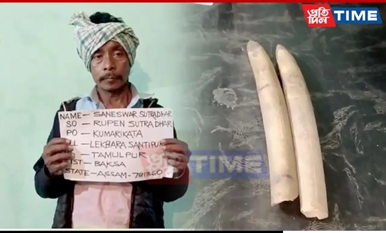 Wildlife Trafficker Arrested in Assam; 2 Elephant Tusks Seized