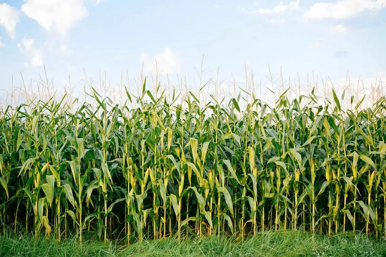 Kaizen AgriTechs Partners Leading Tea Companies for Maize Cultivation in Assam