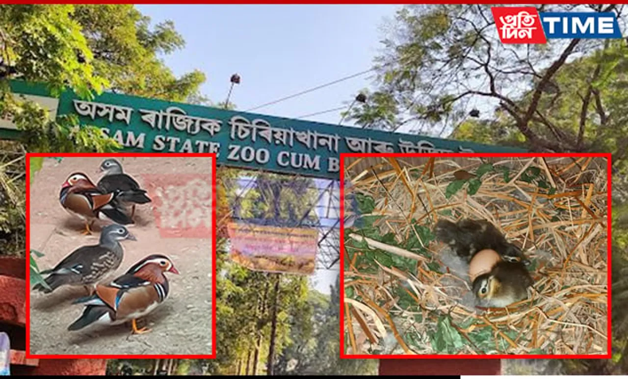 Assam State Zoo Announces Birth of Three Mandarin Ducklings