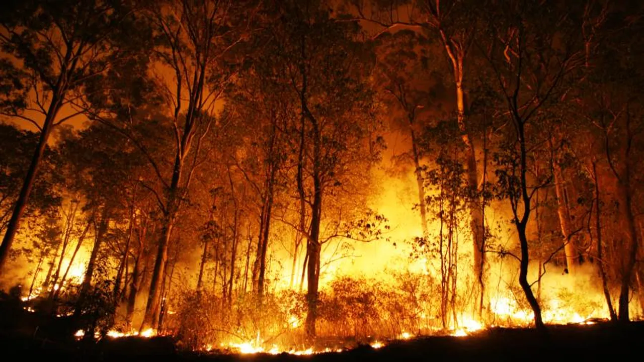 Fire in Uttarakhand's Binsar Wildlife Sanctuary Kills 4 Forest Workers