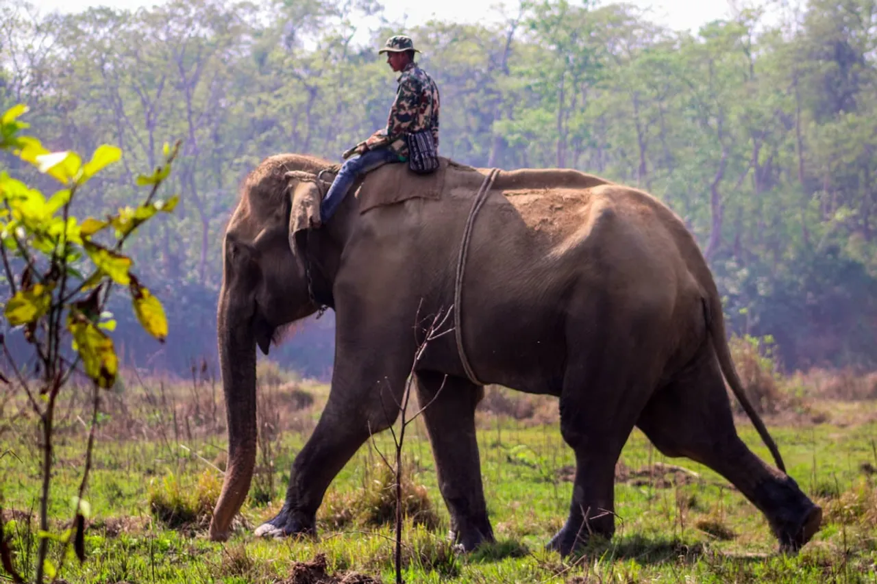 Assam: Jumbo Kills Mahout at Pobitra Wildlife Sanctuary
