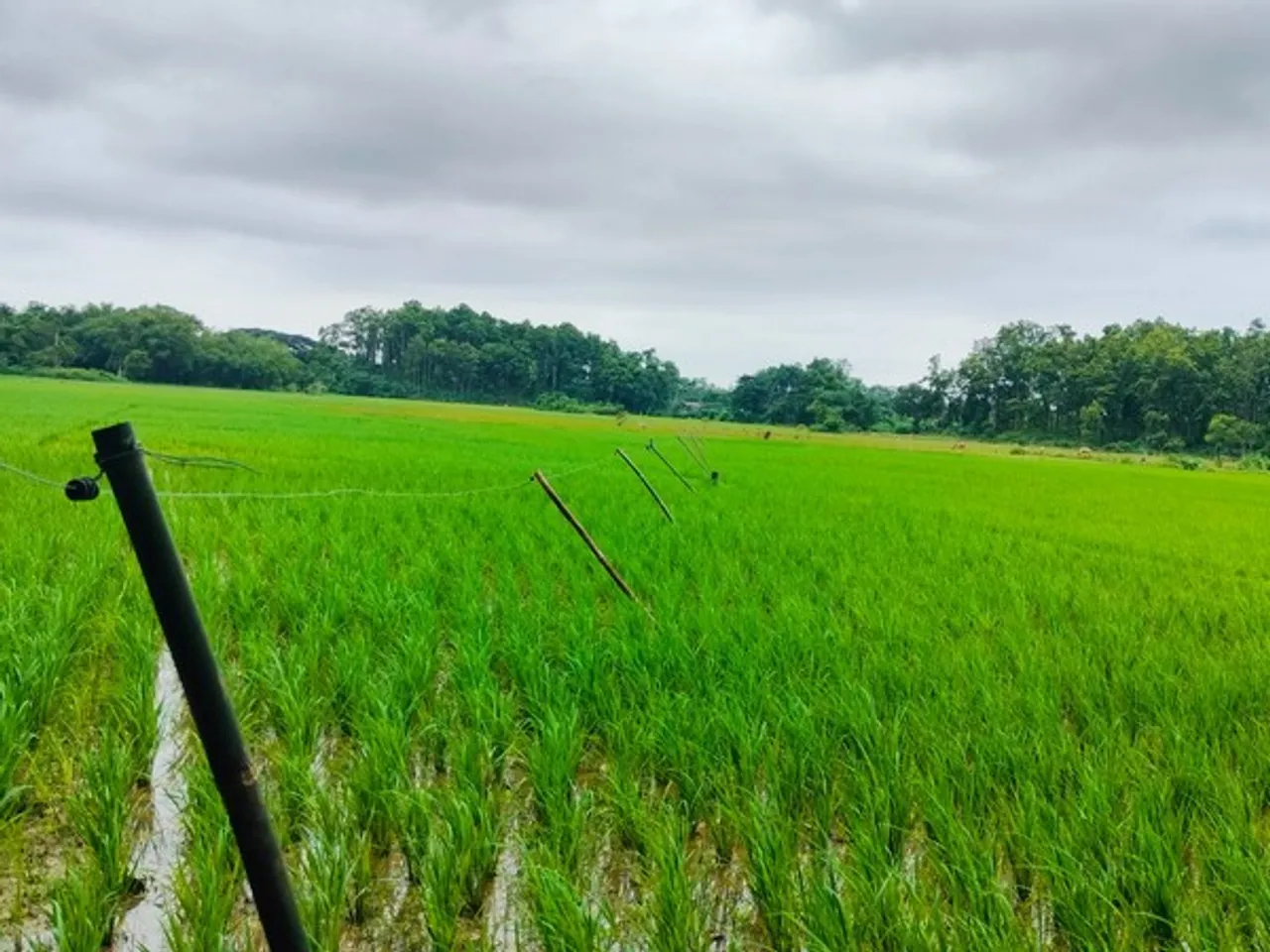 Assam Farmers Install Solar Fence to Safeguard Crops and Coexist with Elephants