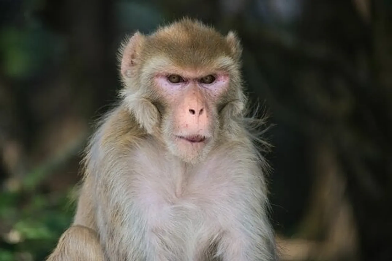 Unlikely Heroes: Monkeys Save 6-Year-Old Girl from Rape in UP