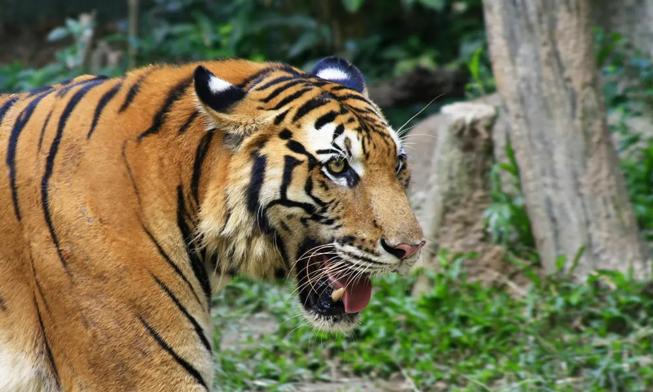 Maharashtra: 60-Year Old Woman Killed By Tiger