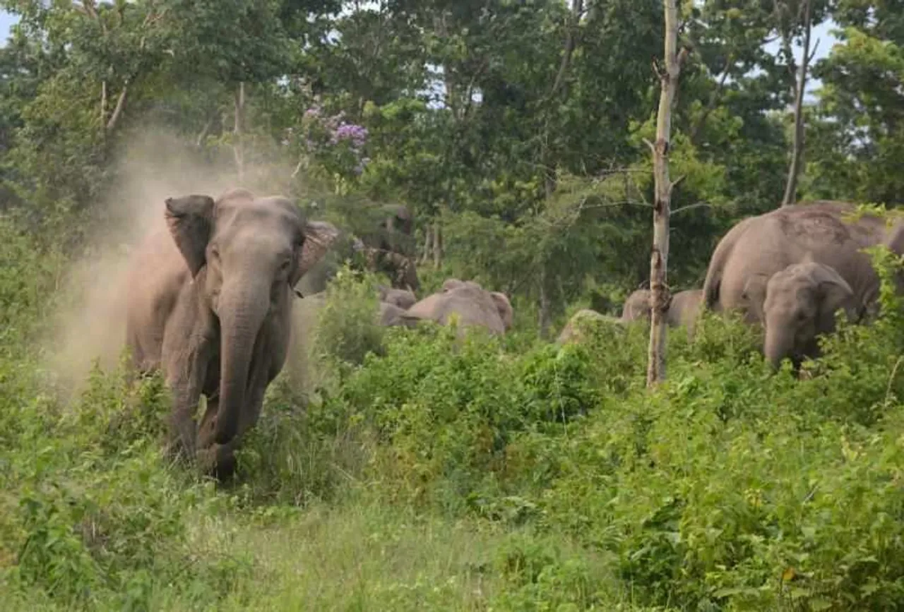 Assam: Mother-Son Duo Killed In Tusker Attack At Juria