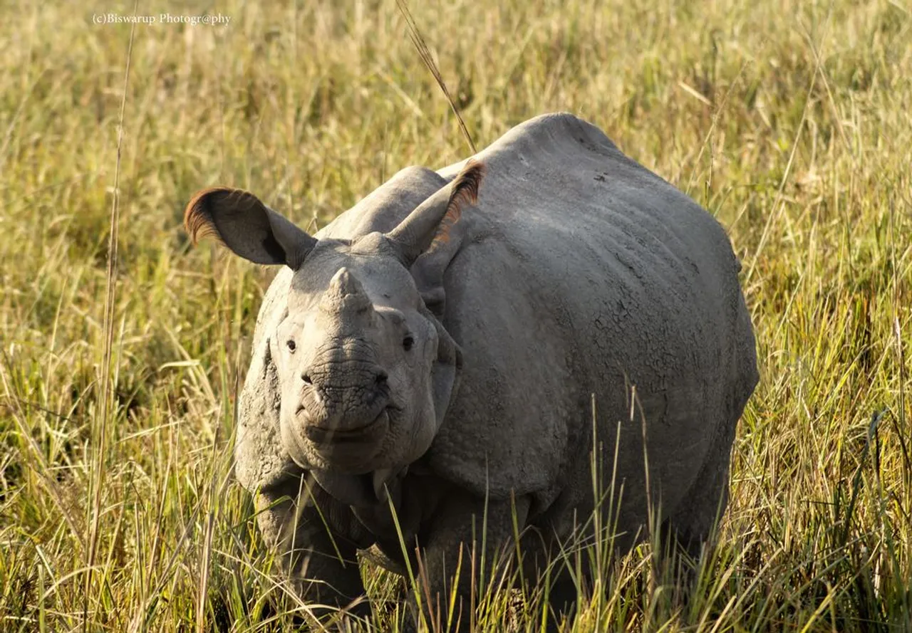 Pobitora Wildlife Sanctuary Reopens
