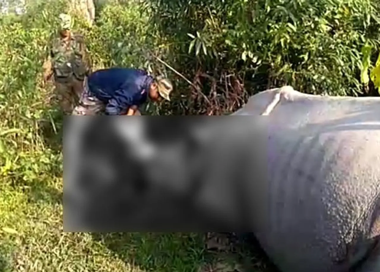 Rhino killed in Kaziranga; Poachers escape with horn