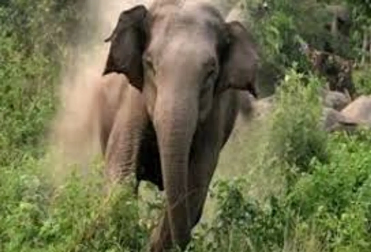 Assam Woman Killed By Irate Tusker In Nagaon