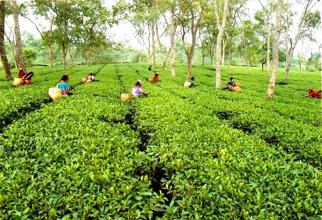 ASSAM TEA | Expert Committee leads revival effort