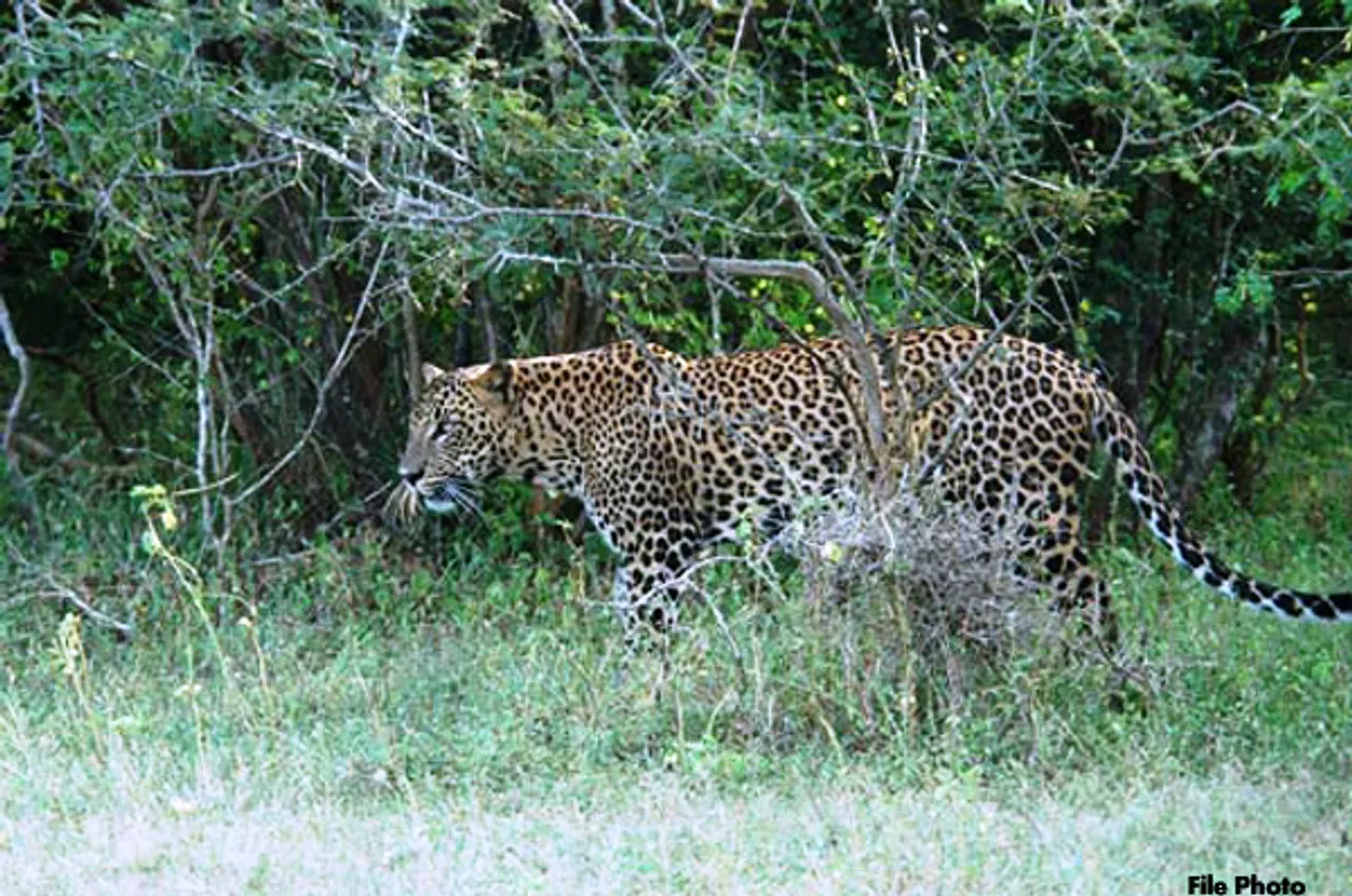 Leopard Kills 7-Year Old Girl In Uttarakhand