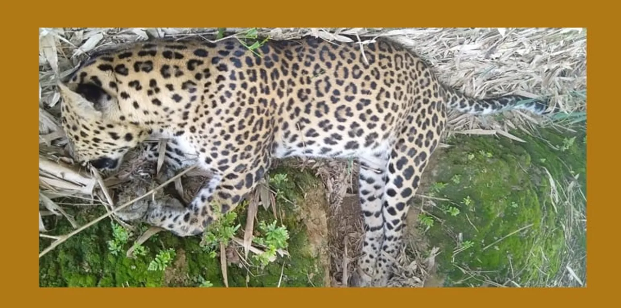 Leopard Carcass Recovered in Digboi