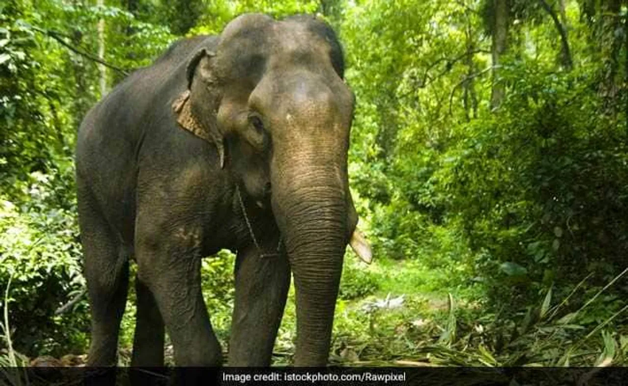 Wild Elephant Kills Man in Udalguri