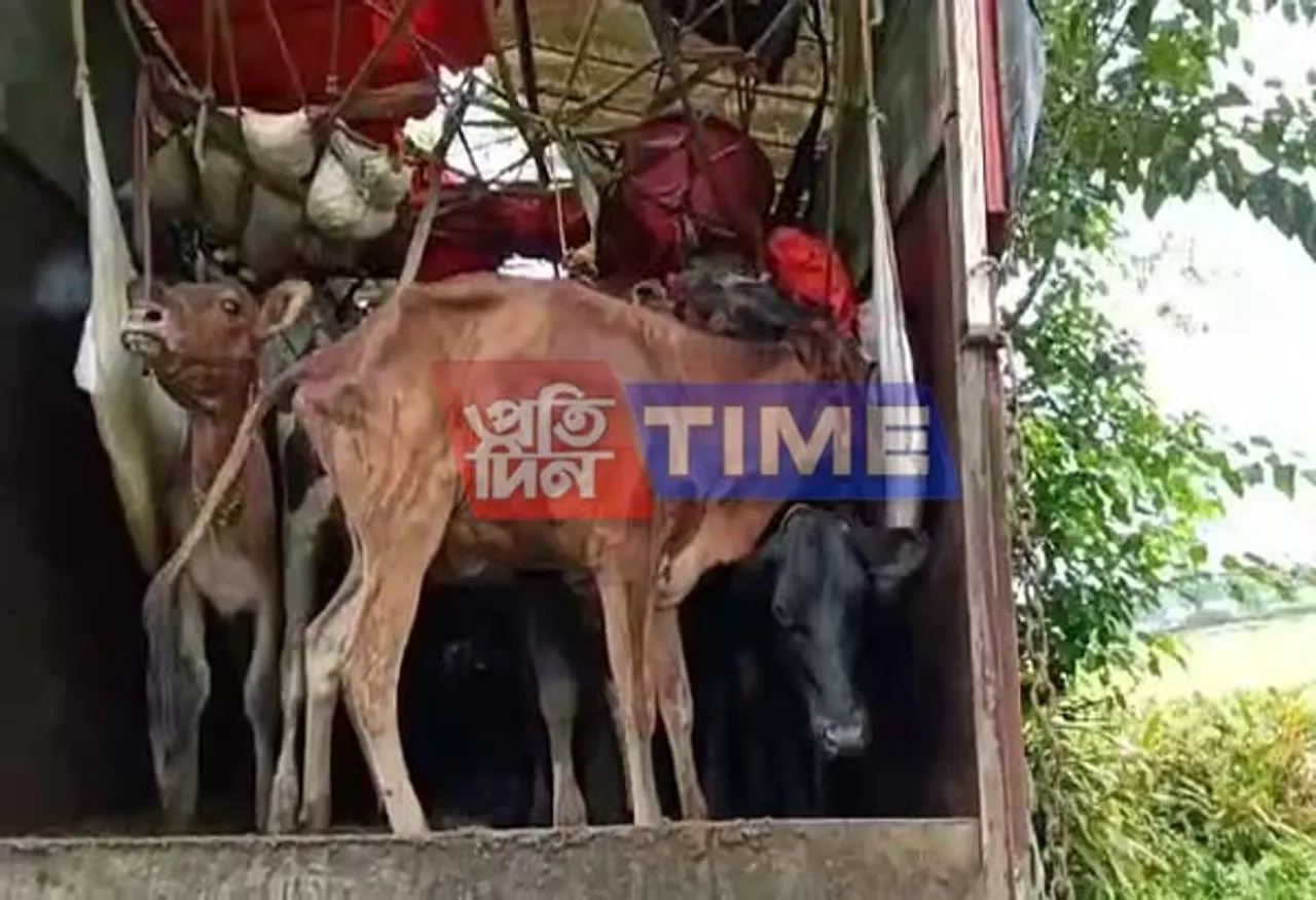 No control on cattle syndicate by Govt