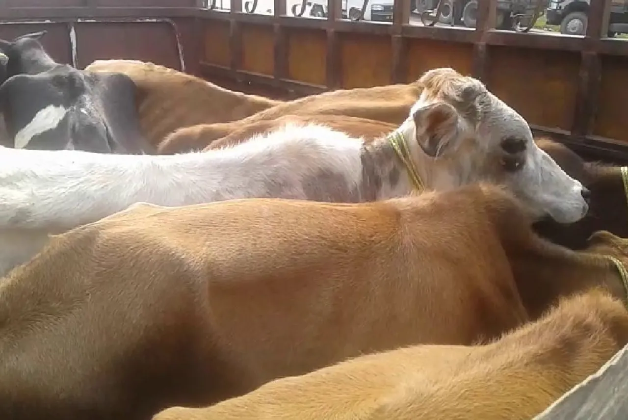 Cattle syndicate continuing unabated in Assam