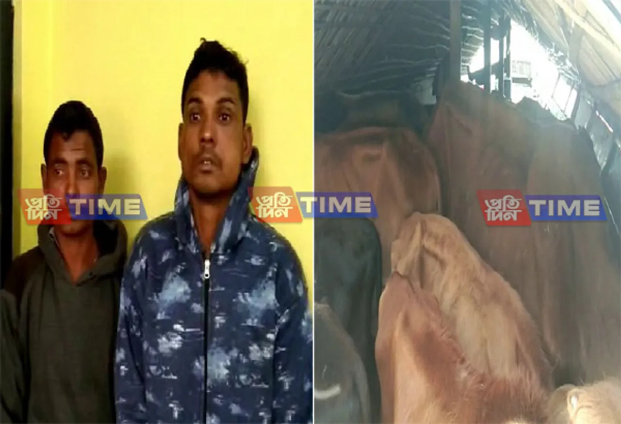 Cattle smuggler arrested in Mankachar