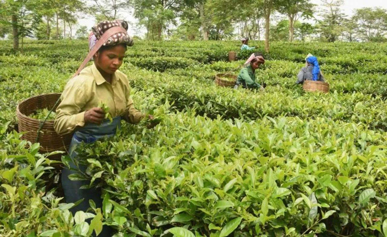 Lockdown: Assam Tea Industry losses Rs. 1218 crore