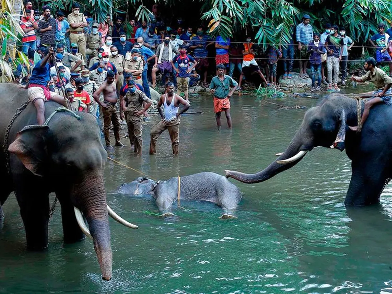 Center to Investigate the Death of Pregnant Elephant at Kerala