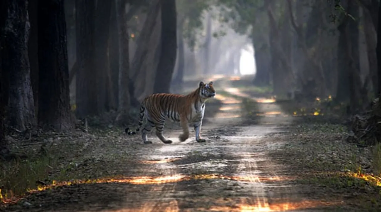 Dudhwa Tiger Reserve To Reopen from Nov 1