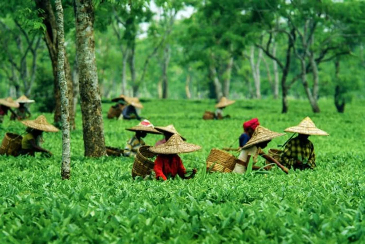 Tea Workers To Protest Over Pay On Feb 24