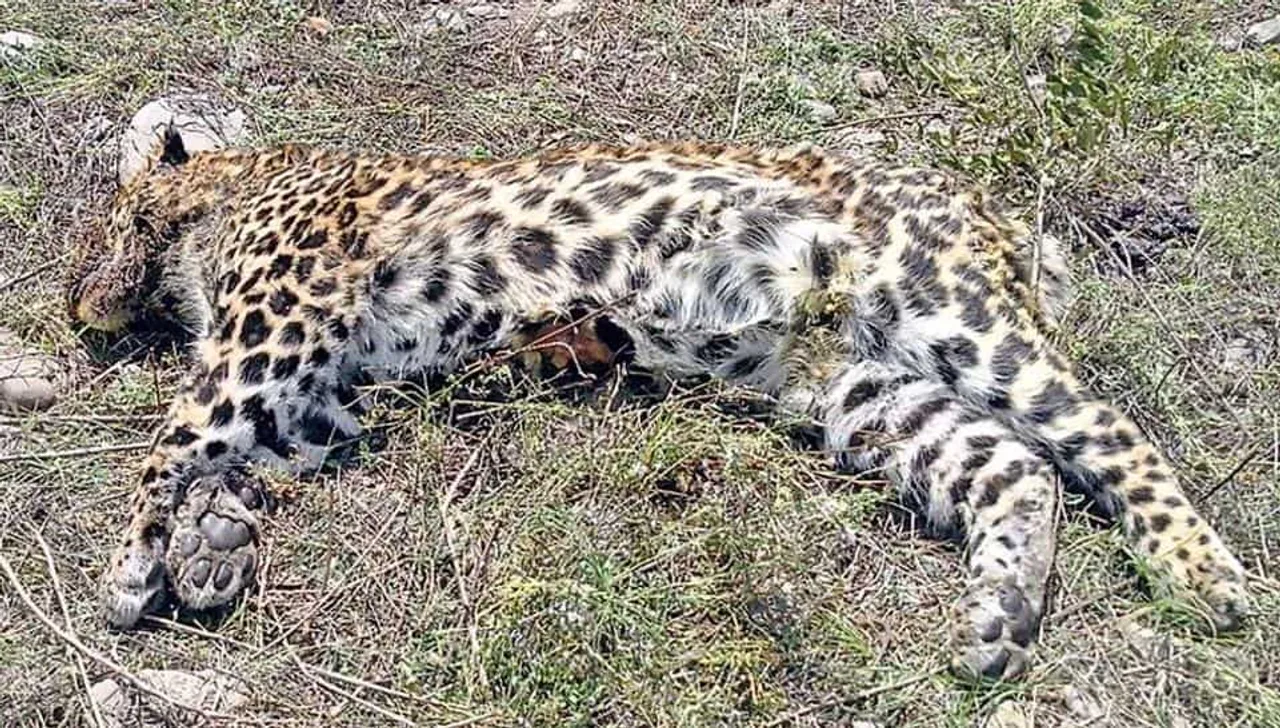 Guwahati: Carcass Of Leopard Cub Recovered