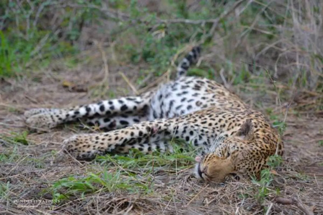 Leopard Found Dead In Golaghat