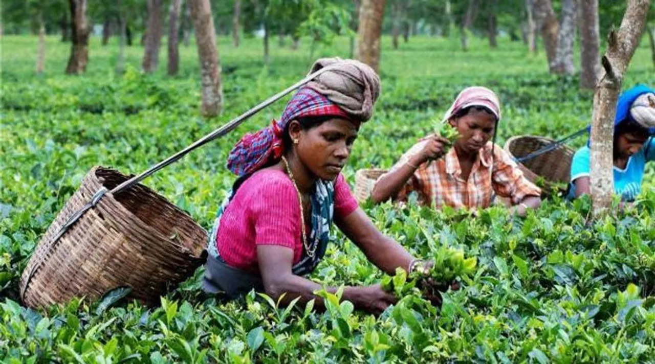Climate Change Brings Havoc For Assam Tea