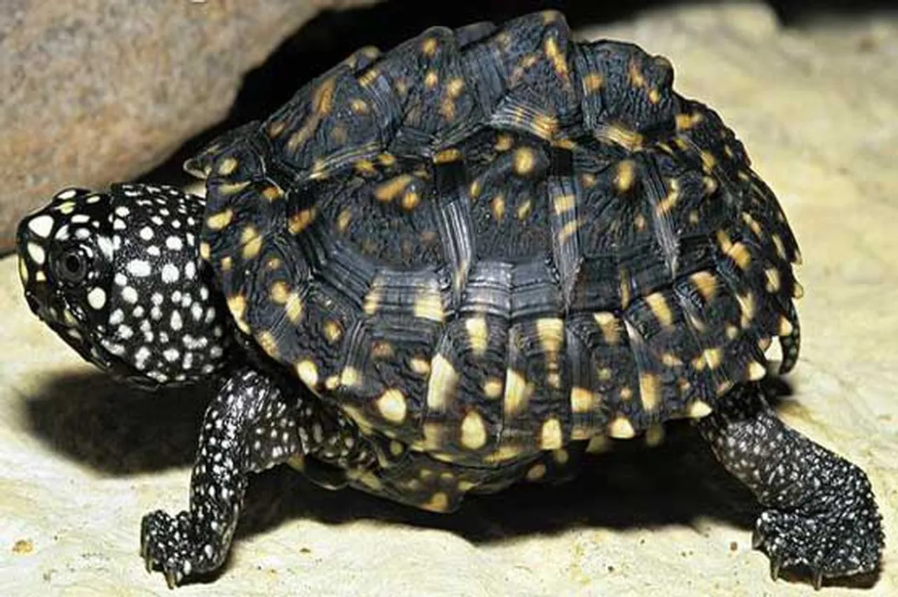 63 Rescued Turtle Returns To Assam