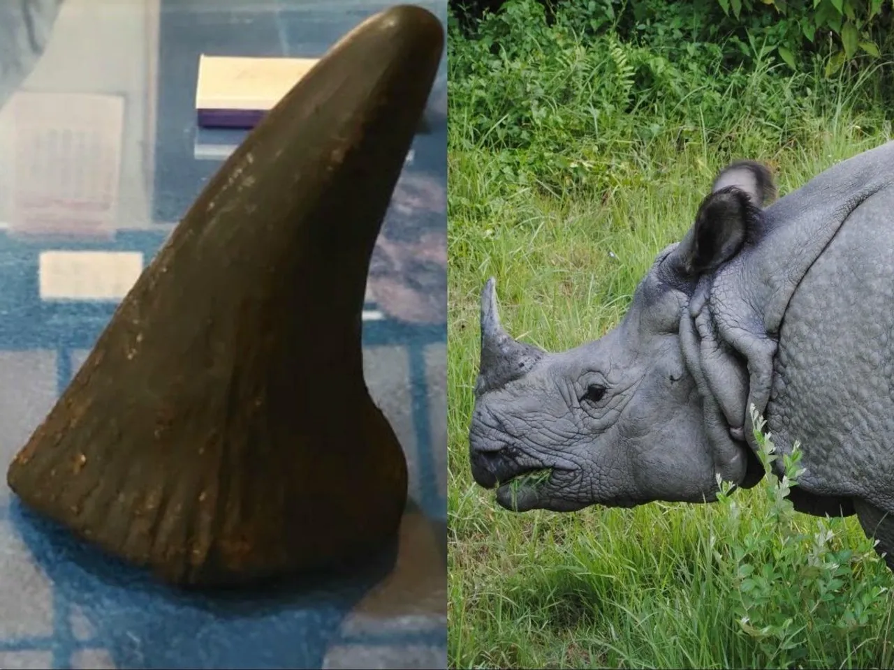 Three Arrested For Rhino Horn Smuggling in Nagaon