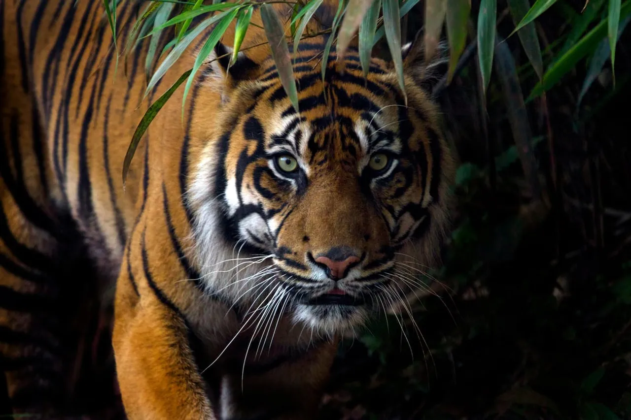 Assam: 2 Injured In Tiger Attack In Mariani