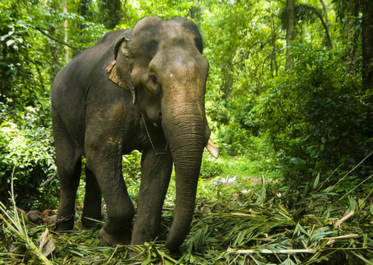 Smuggled Elephants Rescued By Dhubri Forest Dept In Bengal