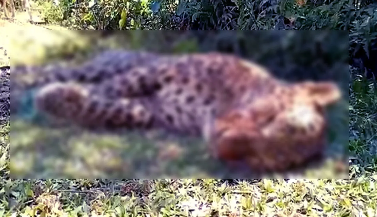 Assam: Leopard Carcass Recovered In Jorhat