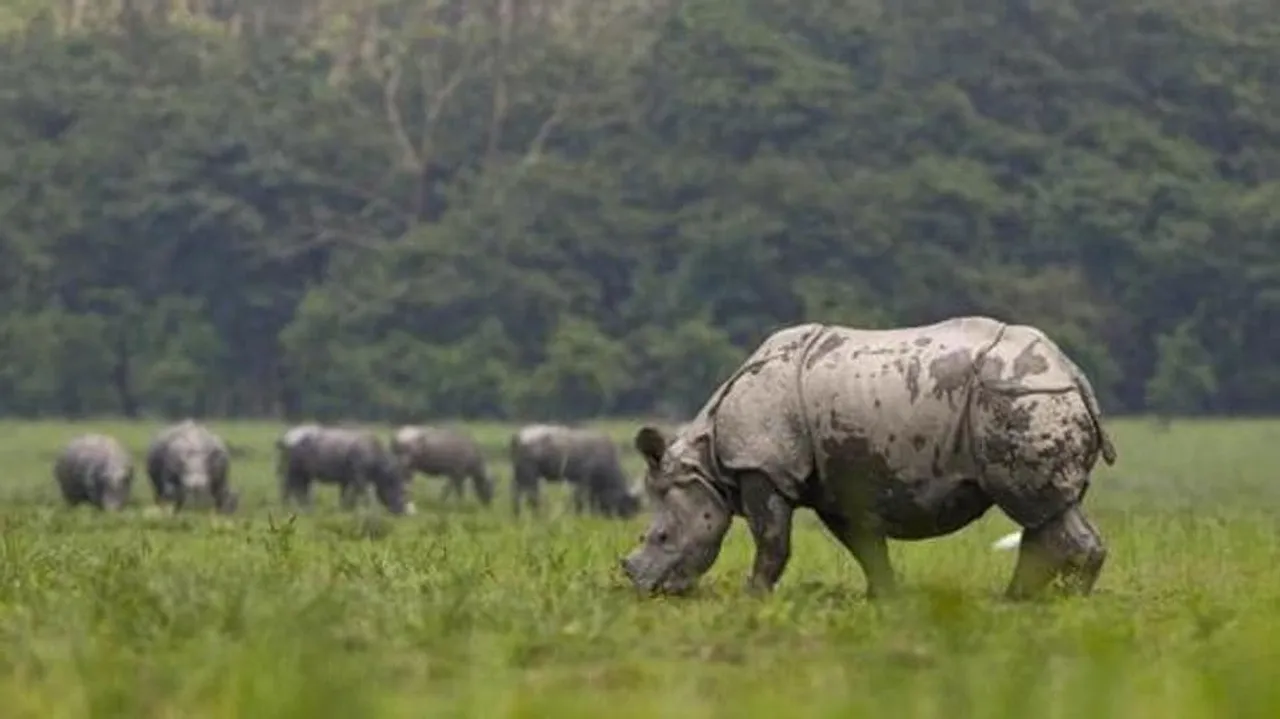 Assam: Pobitora Wildlife Sanctuary Reopens For Tourists