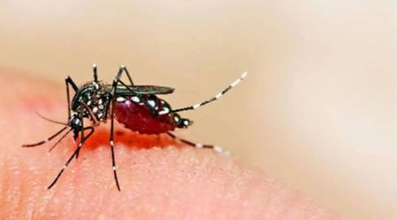 Nagaland: 4 Dengue Cases Reported In Dimapur, Advisory Issued