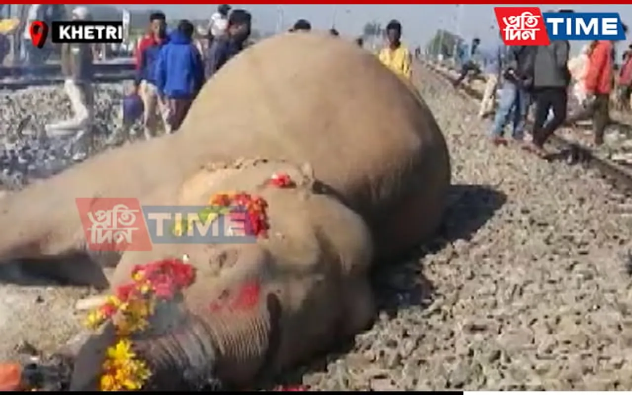 Assam: 2 Elephants Killed In Train Hit At Khetri