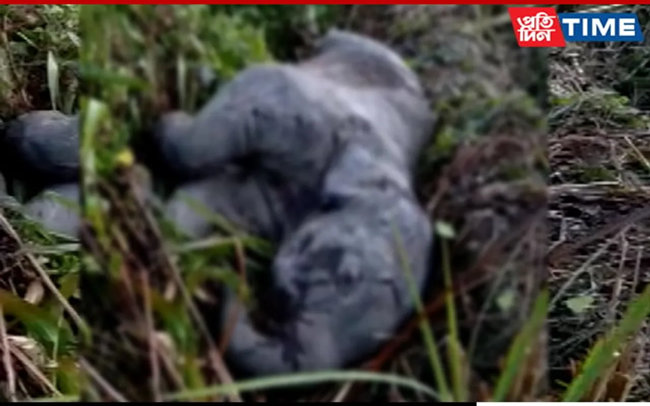 Assam: Elephant Calf Killed In Mariani After Collision With Train