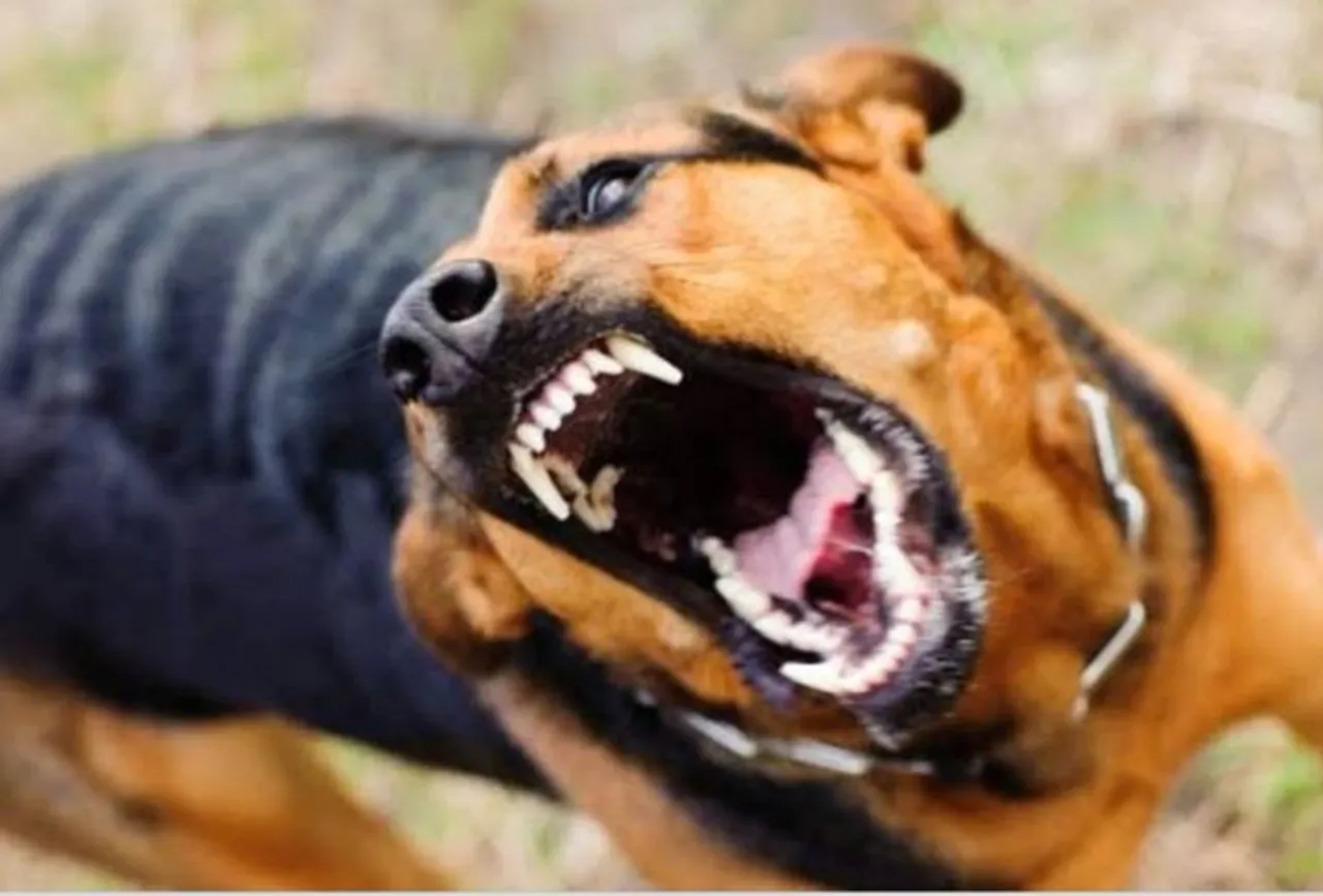Dibrugarh: 1 Day Old Infant Eaten Alive By Dog