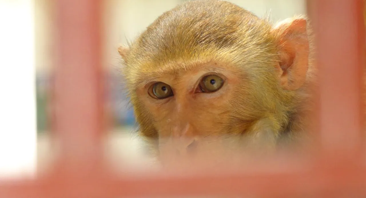 UP: Infant Snatched Away By Monkeys, Dies After Being Thrown Into Water Tank