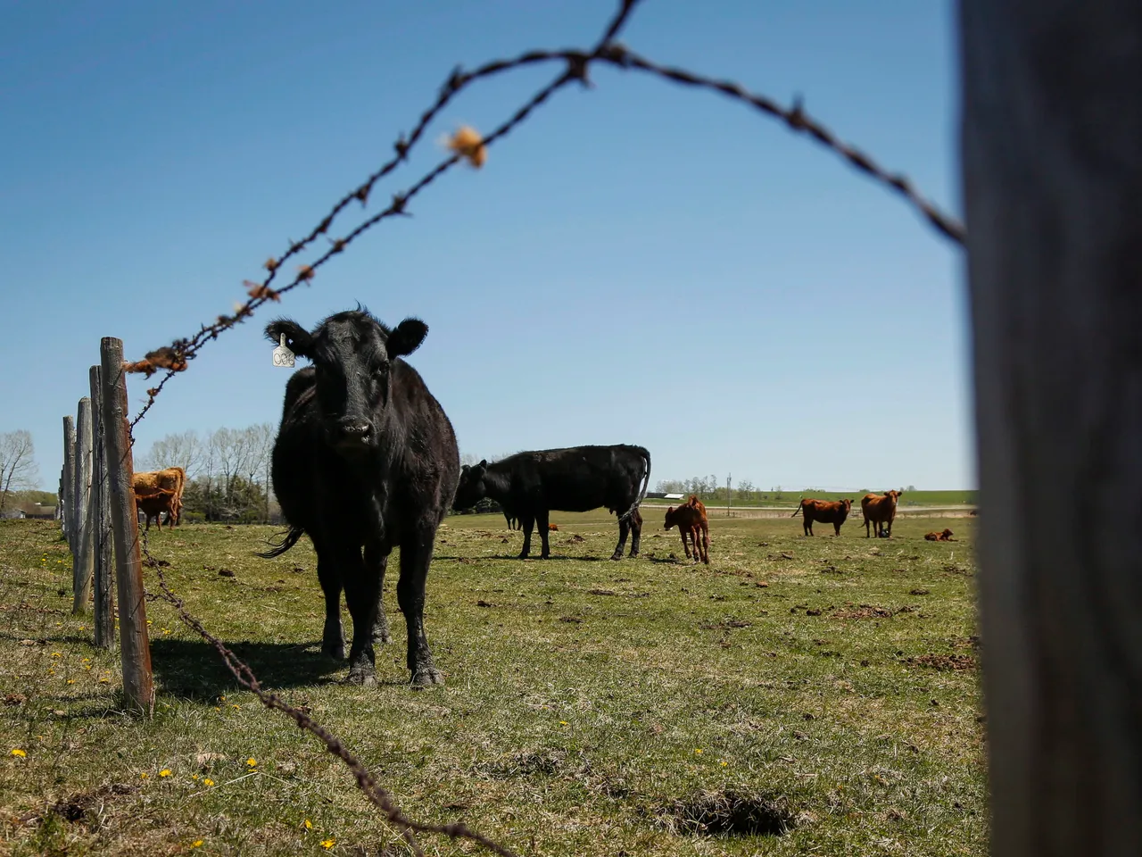 China bans all Canadian meat : report