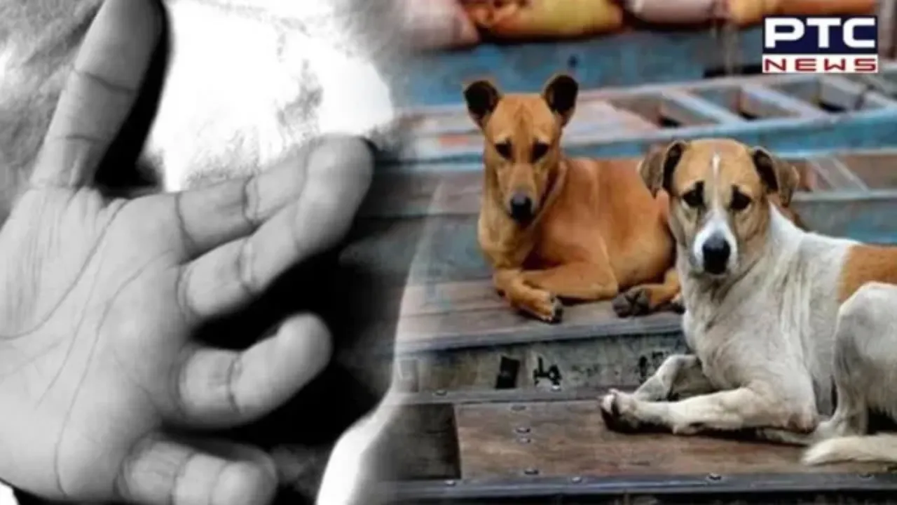 Bhopal Tragedy: Toddler dies in attack by stray dogs in Bhopal