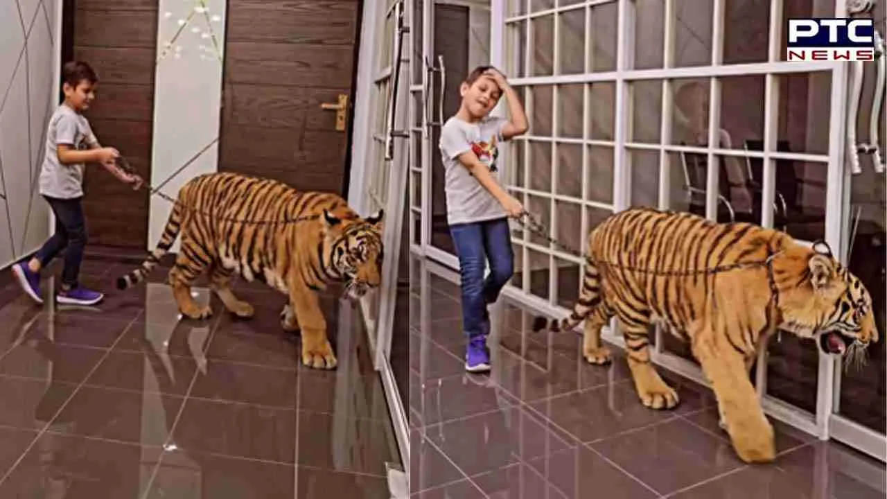 Pakistani YouTuber sparks internet outrage with video of child walking a chained Tiger | Watch   visuals