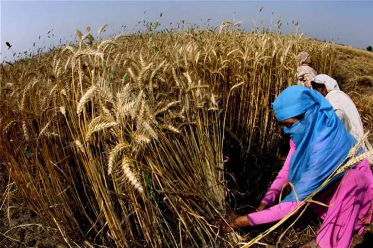 Haryana government gears up for wheat procurement