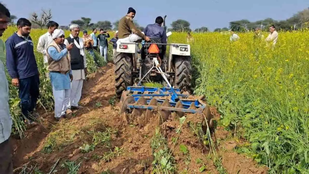 पाले से खराब हुई फसलों पर किसानों ने चलाया ट्रैक्टर, विधायक नैना चौटाला को दी ये चेतावनी